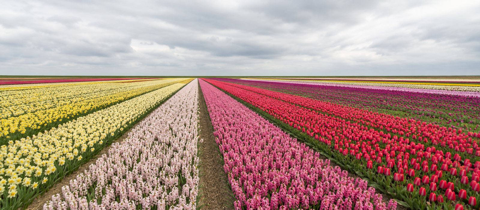 Brede rijen bloeiende bollenvelden in geel, wit, roze en rood onder een bewolkte hemel